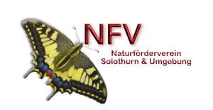 nfv-solothurn.ch