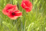 Mohn