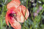 Mohn